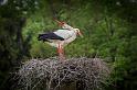 20 Natuurpark Lelystad, ooievaars